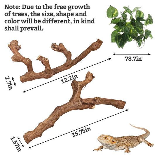 🐍 Scalyplay™ Natural Reptile Climbing Branches (2-Pack) - Real Wood Enrichment for Snakes, Lizards & Terrariums